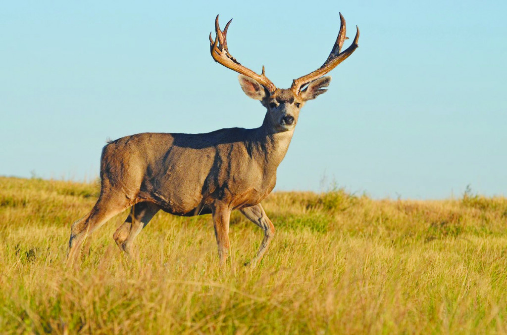 Essay On Specific Hunting Seasons
